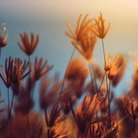 23043618 magnifique epanouissement herbe sauvage fleurs des champs dans heure d ete avec naturel lumiere du soleil et le coucher du soleil dans le bleu mer gratuit photo