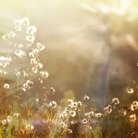 depositphotos 12416325 stock photo flower 6